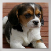 Beagle Puppy Doster drucken Poster (Vorne)