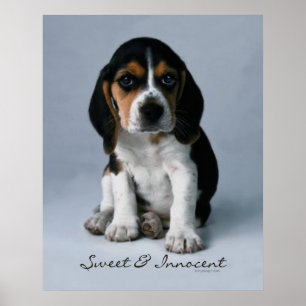 Beagle Puppy Doster Poster