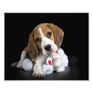 Beagle Puppy Foto