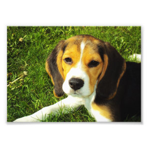 Beagle Puppy Foto