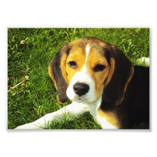 Beagle Puppy Foto (Vorne)