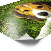 Beagle Puppy Foto (Ecke)
