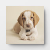 Beagle Puppy Fotoplatte (Vorderseite)