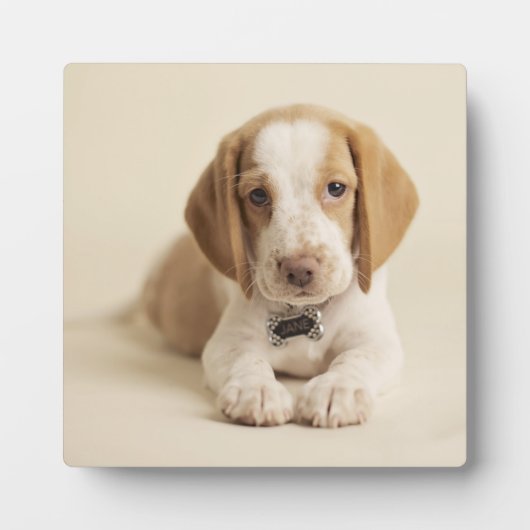 Beagle Puppy Fotoplatte (Vorderseite)
