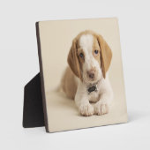 Beagle Puppy Fotoplatte (Vorderseite)