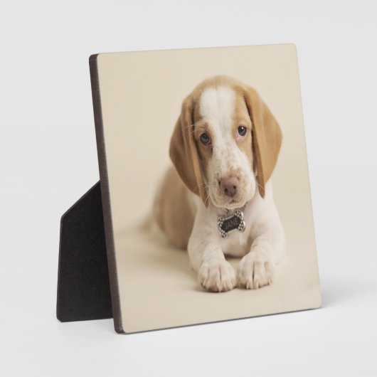 Beagle Puppy Fotoplatte (Vorderseite)