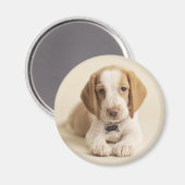 Beagle Puppy Magnet (Vorderseite/Rückseite)