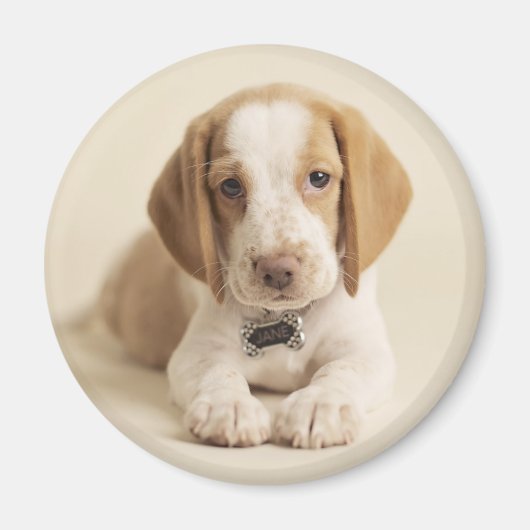 Beagle Puppy Magnet (Vorne)