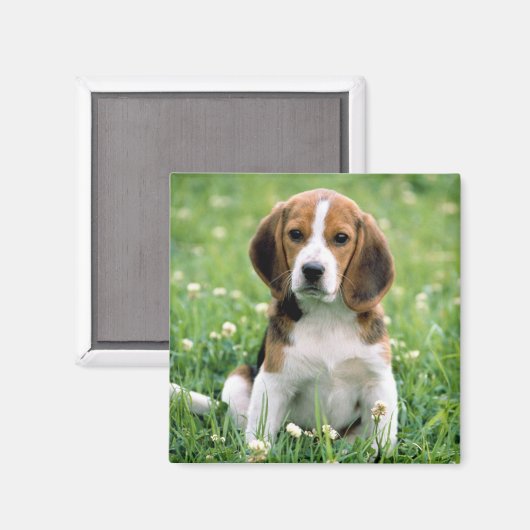 Beagle Puppy Magnet (Vorderseite/Rückseite)