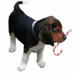 Beagle Puppy Ornament Fotoskulptur Ornament