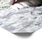 Beagle Puppy Poster (Ecke)