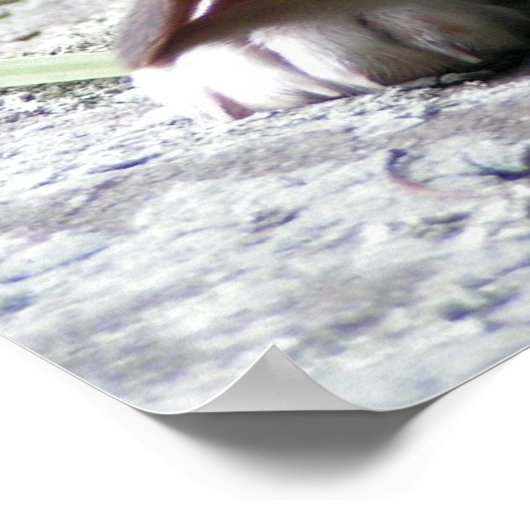 Beagle Puppy Poster (Ecke)