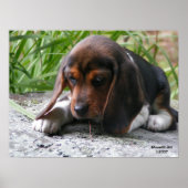 Beagle Puppy Poster (Vorne)
