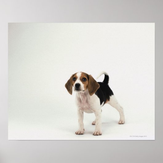 Beagle Puppy Poster (Vorne)