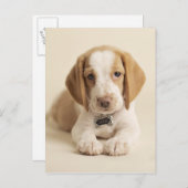 Beagle Puppy Postkarte (Vorne/Hinten)
