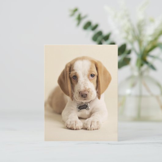 Beagle Puppy Postkarte (Stehend Vorderseite)