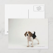 Beagle Puppy Postkarte (Vorne/Hinten)