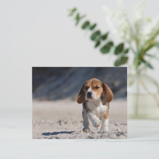 Beagle Puppy Postkarte (Stehend Vorderseite)