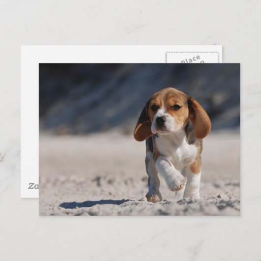 Beagle Puppy Postkarte (Vorne/Hinten)
