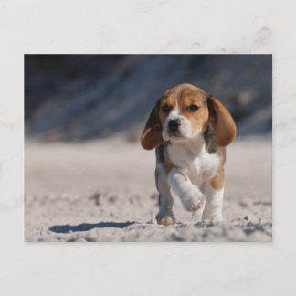 Beagle Puppy Postkarte