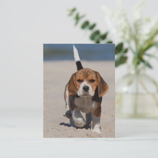 Beagle Puppy Postkarte (Stehend Vorderseite)