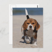 Beagle Puppy Postkarte (Vorne/Hinten)