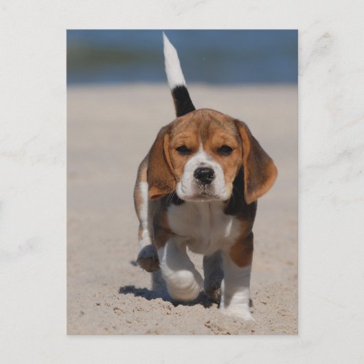 Beagle Puppy Postkarte (Vorderseite)