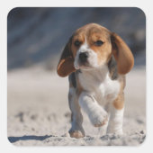 Beagle Puppy Quadratischer Aufkleber (Vorderseite)