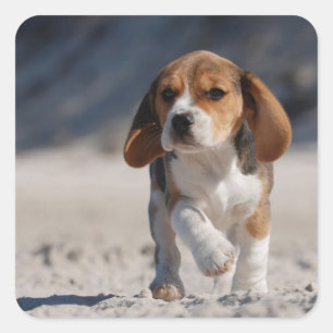Beagle Puppy Quadratischer Aufkleber