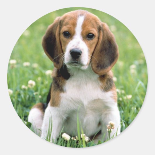 Beagle Puppy Runder Aufkleber (Vorderseite)