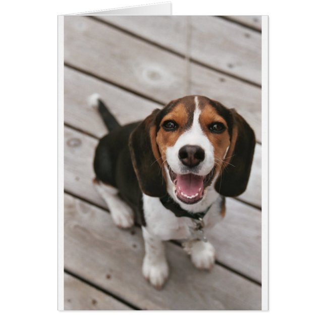 Beagle_puppy sit.png (Vorne)