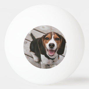Beagle-Puppy-Sitting Tischtennisball