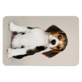 Beagle Puppy, so Niedlich Magnet (Horizontal)
