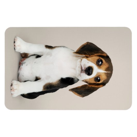 Beagle Puppy, so Niedlich Magnet (Horizontal)