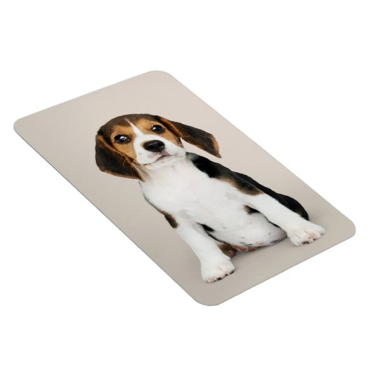 Beagle Puppy, so Niedlich Magnet (Rechte Seite)
