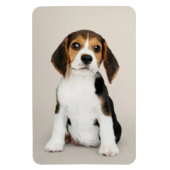 Beagle Puppy, so Niedlich Magnet (Vertikal)