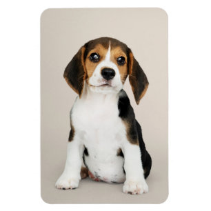 Beagle Puppy, so Niedlich Magnet