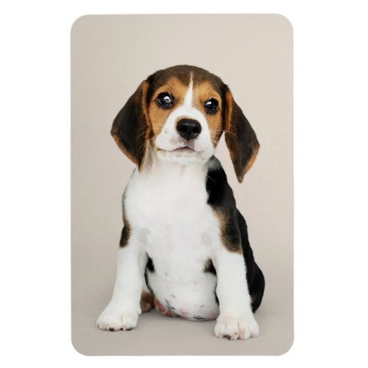 Beagle Puppy, so Niedlich Magnet (Vertikal)