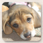 Beagle Puppy Untersetzer (Vorderseite)