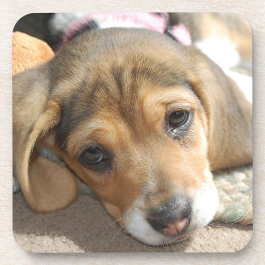 Beagle Puppy Untersetzer (Vorderseite)