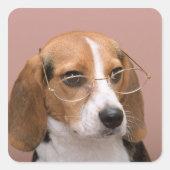 Beagle Quadratischer Aufkleber (Vorderseite)