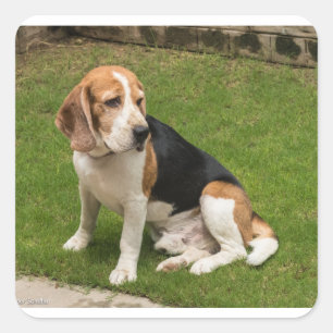 Beagle Quadratischer Aufkleber