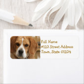 Beagle-Rücksendeadresse (Insitu)