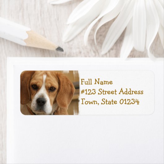 Beagle-Rücksendeadresse (Insitu)