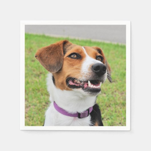 Beagle Serviette (Vorderseite)