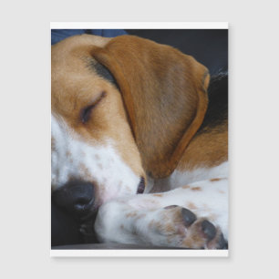 Beagle sleeping.png magnetkarte