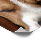 Beagle Snooooding Print Poster (Ecke)
