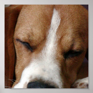 Beagle Snoozing Druck Poster