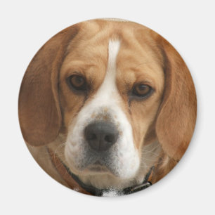 Beagle stellt ringsum Magneten dar Magnet