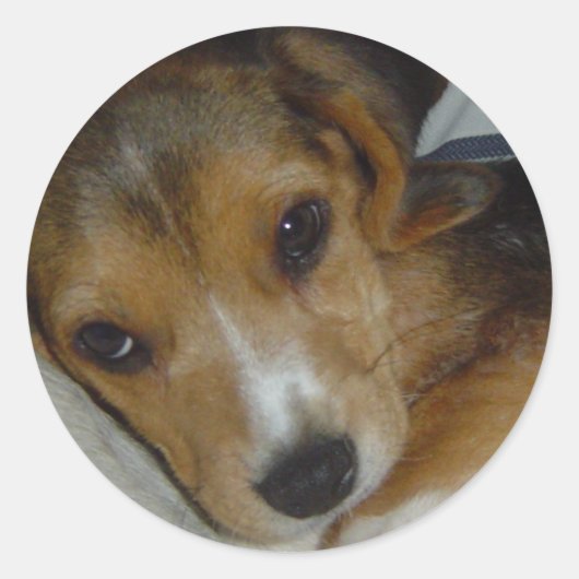 Beagle Sticker 2 (Vorderseite)